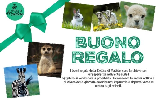 Buono Regalo
