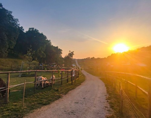 La Collina degli Animali - Associazione di Volontariato